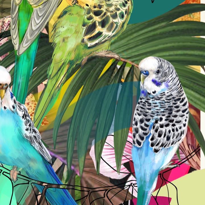 picture of Bird-Budgie-Parakeet-Parrot-Beak-Organism-Macaw-Adaptation-Illustration-26245-110870