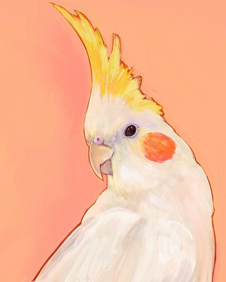 picture of Bird-Cockatiel-Cockatoo-Sulphur-crested cockatoo-Parrot-Beak-Paint-Feather-Painting-654162460055352