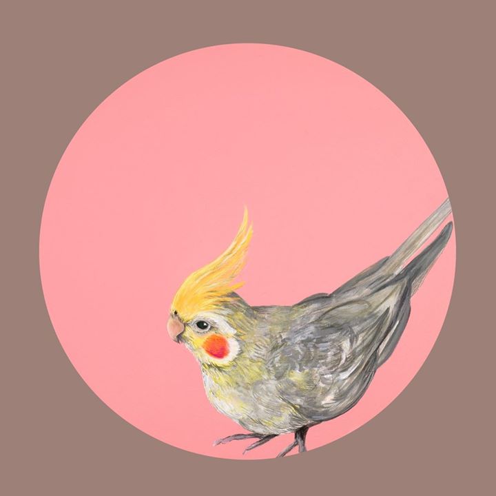 picture of Bird-Cockatiel-Illustration-Parrot-Cockatoo-Beak-Feather-Finch-Perching bird-1426586817502466