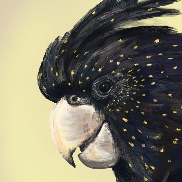 picture of Bird-Feather-Beak-Falconiformes-Accipitridae-Painting-Art-Cephalopod-Illustration-2125082640986210