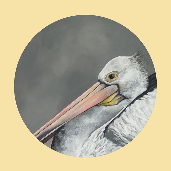 picture of Bird-Pelican-Beak-Pelecaniformes-Stork-Seabird-Ciconiiformes-Wildlife-Illustration-61422-43141