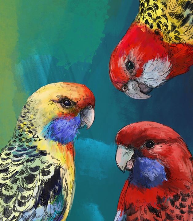 picture of Bird-Vertebrate-Parrot-Beak-Macaw-Parakeet-Adaptation-lorikeet-Budgie-27910-90411