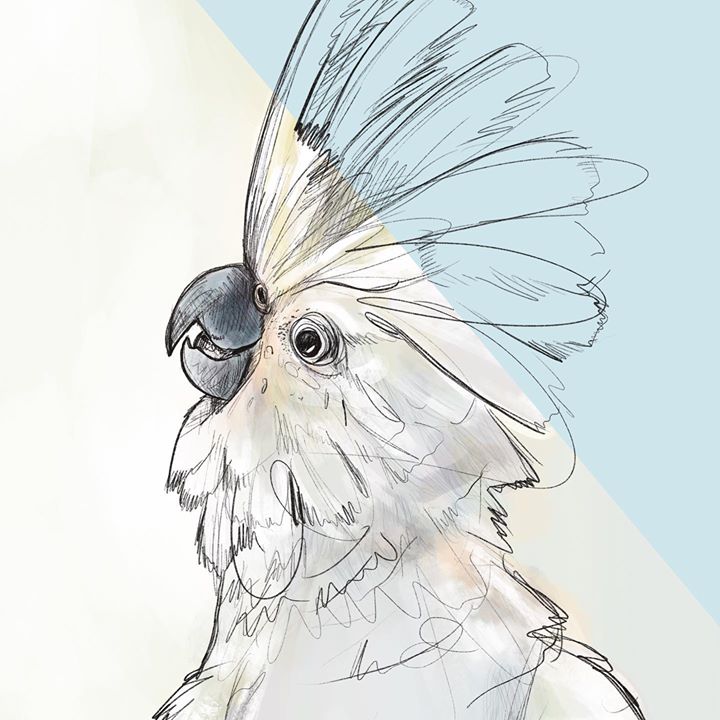 philippine cockatoo drawing