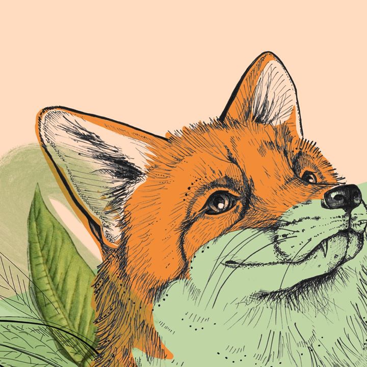 picture of Red fox-Mammal-Fox-Canidae-Illustration-Swift fox-Wildlife-Whiskers-Drawing-1294853984009084